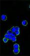 Human IgG (Fc) antibody, LS-C171451, Lifespan Biosciences, Immunofluorescence image 