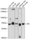 Zona pellucida sperm-binding protein 2 antibody, GTX64579, GeneTex, Western Blot image 