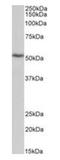 ATP Synthase F1 Subunit Beta antibody, orb233607, Biorbyt, Western Blot image 