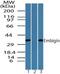 Embigin antibody, PA5-23257, Invitrogen Antibodies, Western Blot image 