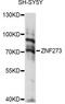 Zinc Finger Protein 273 antibody, LS-C749828, Lifespan Biosciences, Western Blot image 