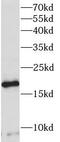Proline-rich protein 13 antibody, FNab06827, FineTest, Western Blot image 