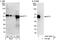 Myelin transcription factor 1 antibody, A302-424A, Bethyl Labs, Immunoprecipitation image 