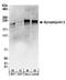 Synaptojanin 2 antibody, A303-962A, Bethyl Labs, Western Blot image 