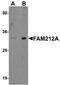 Uncharacterized protein C3orf54 antibody, A18696, Boster Biological Technology, Western Blot image 