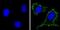 Ribosomal Protein SA antibody, NB200-631, Novus Biologicals, Immunocytochemistry image 