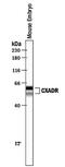 Coxsackievirus and adenovirus receptor homolog antibody, PA5-47364, Invitrogen Antibodies, Western Blot image 