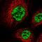 THO Complex 6 antibody, HPA052953, Atlas Antibodies, Immunofluorescence image 