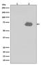 PTPN11 antibody, P00150, Boster Biological Technology, Western Blot image 