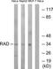 GTP-binding protein RAD antibody, TA314499, Origene, Western Blot image 