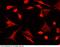 Phosphoglycerate Dehydrogenase antibody, 13167-MM01, Sino Biological, Immunohistochemistry frozen image 