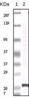 Fibroblast Growth Factor 2 antibody, LS-C171360, Lifespan Biosciences, Western Blot image 