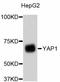 Yes Associated Protein 1 antibody, A11326, ABclonal Technology, Western Blot image 