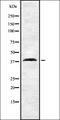 Protocadherin Alpha 6 antibody, orb337442, Biorbyt, Western Blot image 