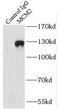 Minichromosome Maintenance Complex Component 2 antibody, FNab05056, FineTest, Immunoprecipitation image 