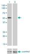 Glutathione reductase antibody, H00002936-M01, Novus Biologicals, Western Blot image 