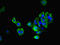 Proto-oncogene Mas antibody, orb350586, Biorbyt, Immunofluorescence image 