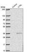Chymotrypsin Like antibody, PA5-56959, Invitrogen Antibodies, Western Blot image 