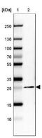 Golgi SNAP Receptor Complex Member 2 antibody, NBP2-47379, Novus Biologicals, Western Blot image 