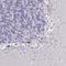 Plexin-A4 antibody, HPA052141, Atlas Antibodies, Immunohistochemistry paraffin image 