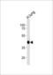 Mitochondrial Translation Release Factor 1 antibody, 59-226, ProSci, Western Blot image 