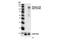 BCAR1 Scaffold Protein, Cas Family Member antibody, 4015S, Cell Signaling Technology, Western Blot image 