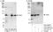 TATA-Box Binding Protein Associated Factor 5 antibody, A303-685A, Bethyl Labs, Western Blot image 
