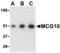 Poly(RC) Binding Protein 4 antibody, MBS150341, MyBioSource, Western Blot image 