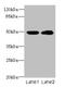 HNRNPH1 antibody, CSB-PA010609HA01HU, Cusabio, Western Blot image 