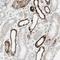 Isocitrate Dehydrogenase (NADP(+)) 2, Mitochondrial antibody, NBP1-85784, Novus Biologicals, Immunohistochemistry frozen image 