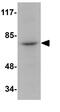 RIPK1 antibody, GTX31389, GeneTex, Western Blot image 