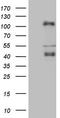 C-terminal-binding protein 2 antibody, TA807909, Origene, Western Blot image 