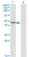 Carboxypeptidase A1 antibody, LS-C196955, Lifespan Biosciences, Western Blot image 