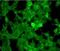 Cathepsin Z antibody, orb107361, Biorbyt, Immunofluorescence image 