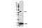 POU Class 5 Homeobox 1 antibody, 75463S, Cell Signaling Technology, Western Blot image 