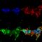 Mitofusin 2 antibody, SMC-457D-P594, StressMarq, Immunocytochemistry image 