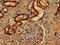 Paralemmin antibody, LS-C678929, Lifespan Biosciences, Immunohistochemistry paraffin image 