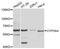 Cytochrome P450 Family 3 Subfamily A Member 4 antibody, A14224, ABclonal Technology, Western Blot image 