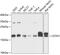 Centrin-1 antibody, 19-160, ProSci, Western Blot image 