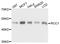 Regulator Of Chromosome Condensation 1 antibody, MBS129737, MyBioSource, Western Blot image 