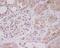 Nuclear Factor, Erythroid 2 Like 2 antibody, M00078, Boster Biological Technology, Immunohistochemistry frozen image 