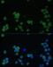Platelet glycoprotein Ib alpha chain antibody, 16-397, ProSci, Immunofluorescence image 