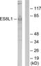 EPS8 Like 1 antibody, PA5-38746, Invitrogen Antibodies, Western Blot image 