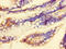 Chromosome 9 Open Reading Frame 57 antibody, LS-C399194, Lifespan Biosciences, Immunohistochemistry paraffin image 