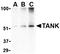TRAF family member-associated NF-kappa-B activator antibody, orb74743, Biorbyt, Western Blot image 