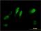 Regulator Of Cell Cycle antibody, H00028984-M01, Novus Biologicals, Immunocytochemistry image 