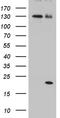 Interleukin 2 antibody, TA810724, Origene, Western Blot image 