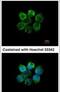 Serine/threonine-protein kinase 3 antibody, PA5-28567, Invitrogen Antibodies, Immunofluorescence image 