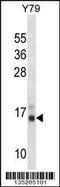 Profilin 2 antibody, 58-192, ProSci, Western Blot image 