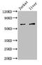 Kelch Like Family Member 2 antibody, LS-C396443, Lifespan Biosciences, Western Blot image 